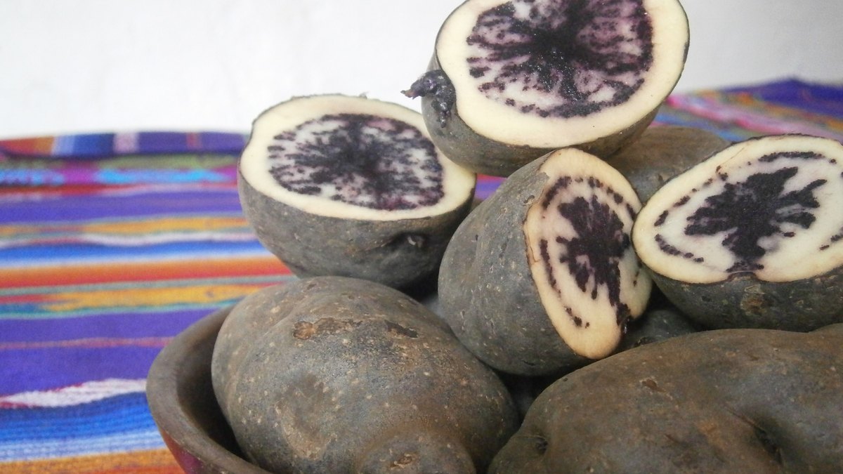 Fotografia de batatas andinas de casca escura numa tigela de madeira sobre um tecido listrado colorido; quatro delas estao cortadas ao meio, mostrando polpa clara com desenho roxo intenso irradiando do centro