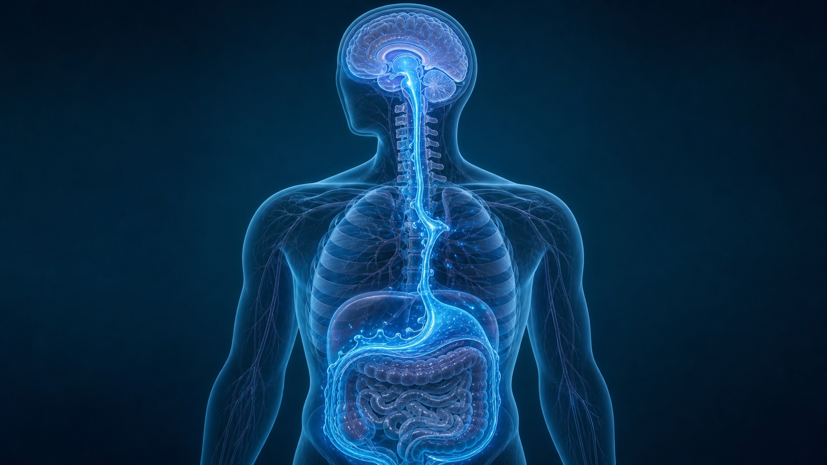 Cérebro hidráulico: como o movimento do corpo desloca fluidos