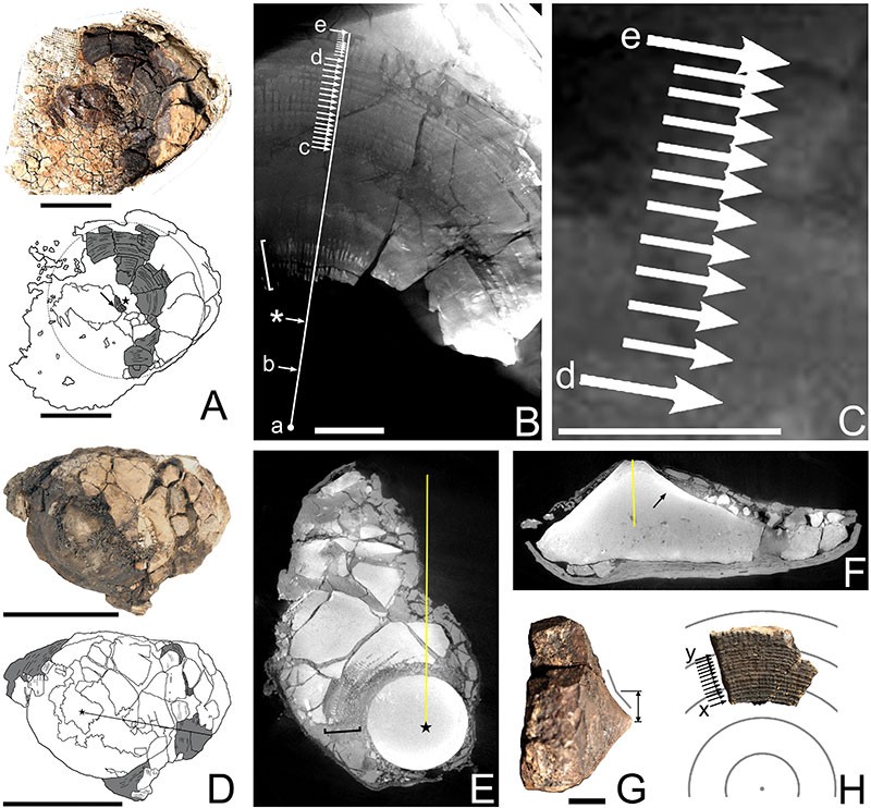 Prancha científica com oito painéis: fotografias de dois fragmentos de vértebra fóssil e seus desenhos de contorno, imagens de microtomografia com setas marcando faixas de crescimento uma a uma, e um painel final em que um fragmento aparece sobre círculos concêntricos