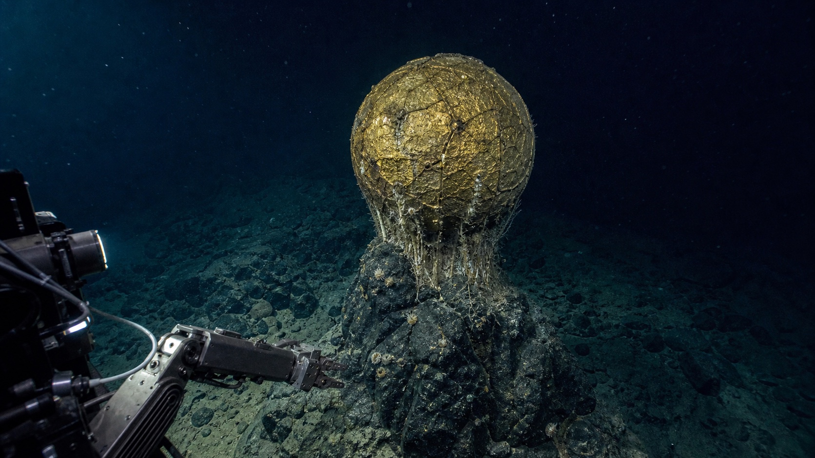 O “globo dourado” do fundo do mar finalmente foi identificado